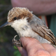 A Bahama nuthatch.